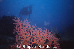 Underwater ambiance at Costa Brava by Philippe Mendonça 
